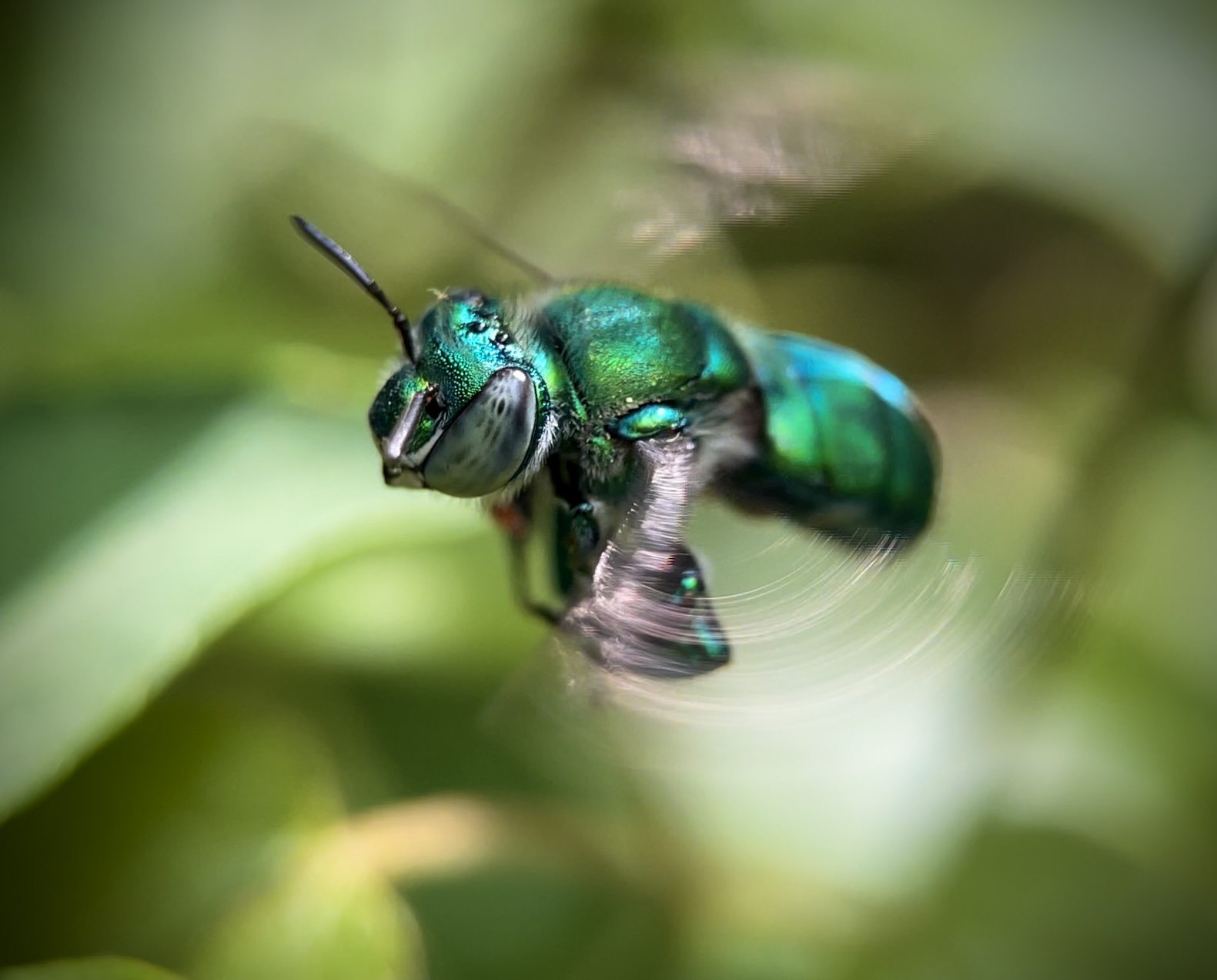 Euglossa flying through the heart of the Maya jungle.