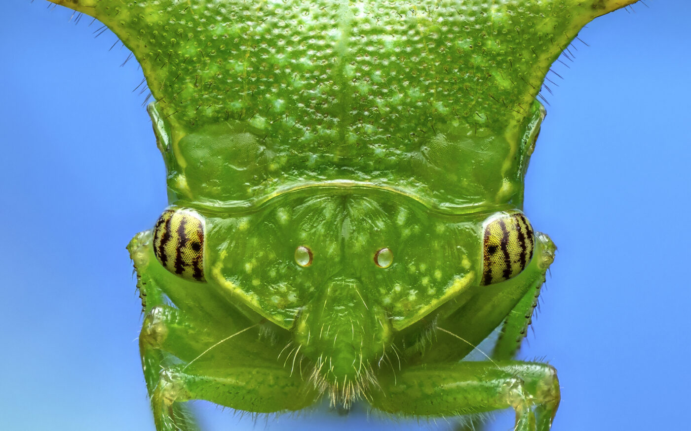 A portrait of a buffalo treehopper
