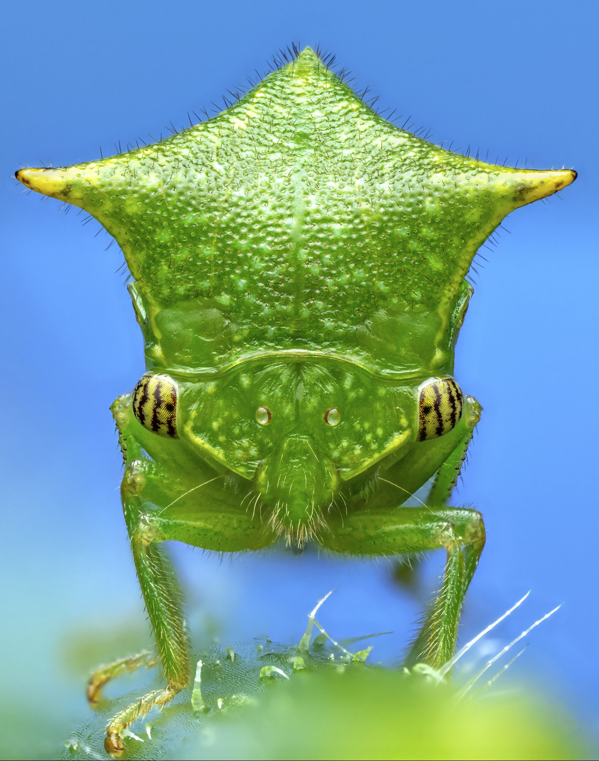 A portrait of a buffalo treehopper