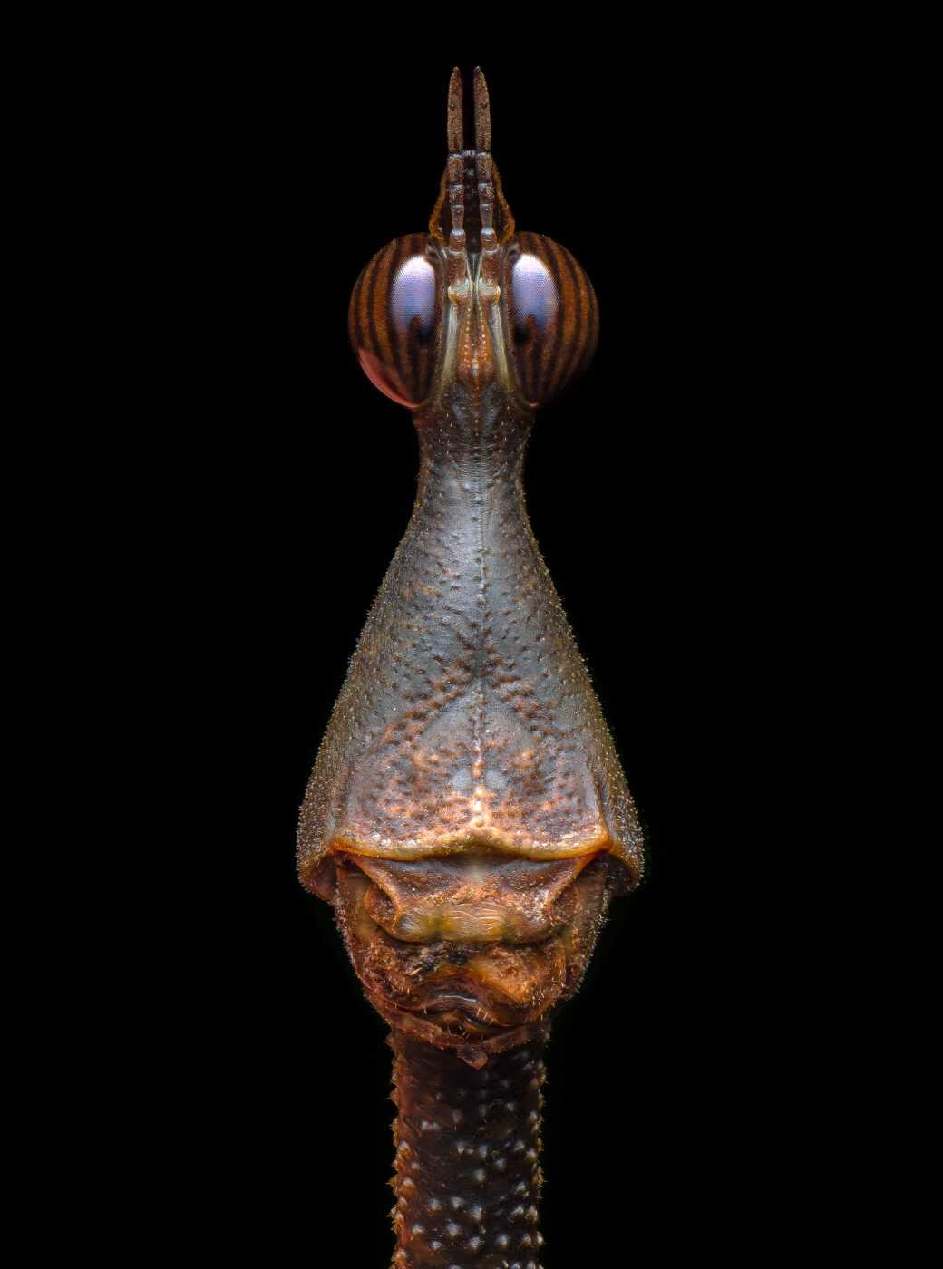 A detailed portrait of a horsehead grasshopper shot in the Amazon jungle of Ecuador