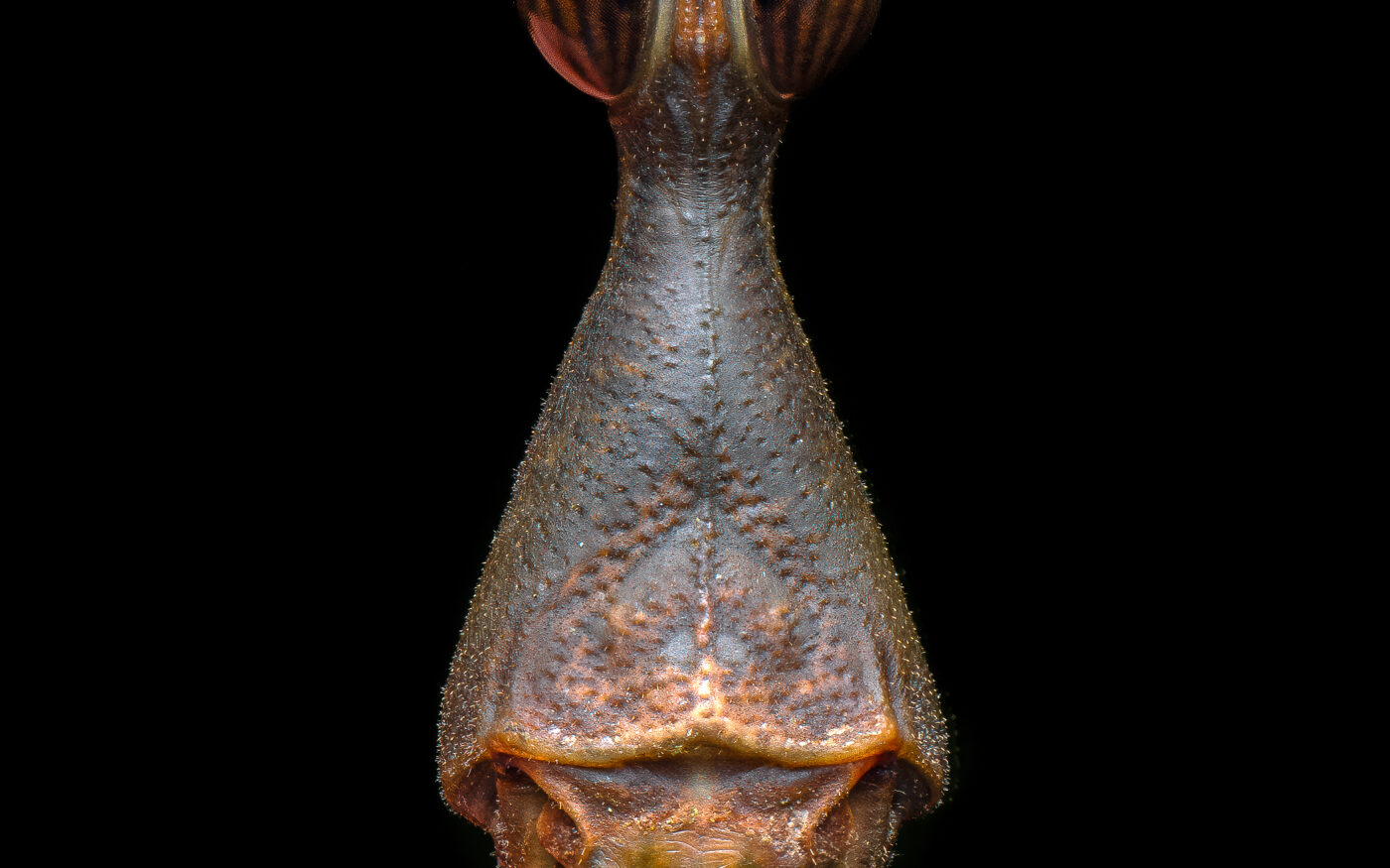 A detailed portrait of a horsehead grasshopper shot in the Amazon jungle of Ecuador