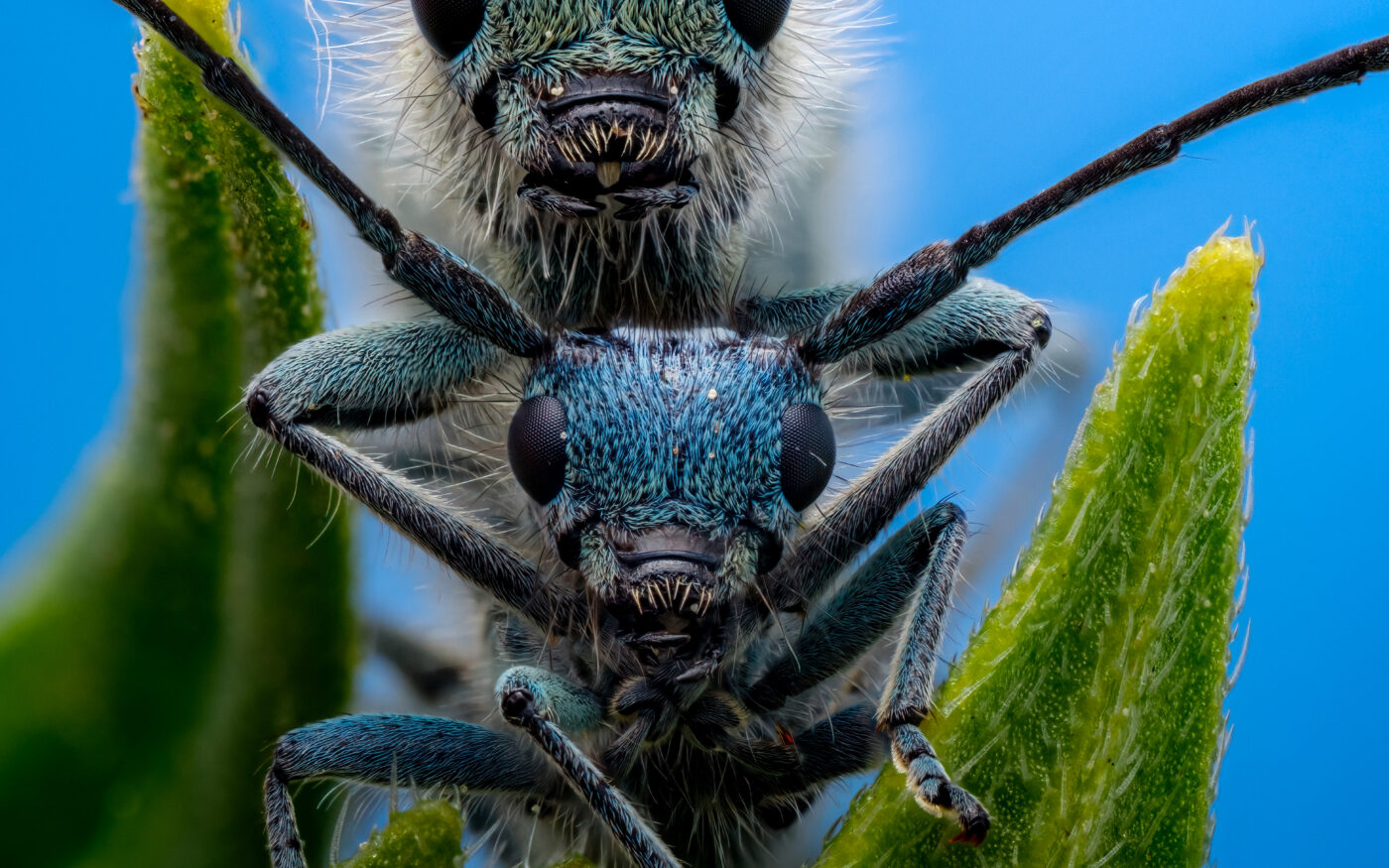 A mating pair of blue longhorn beetles.