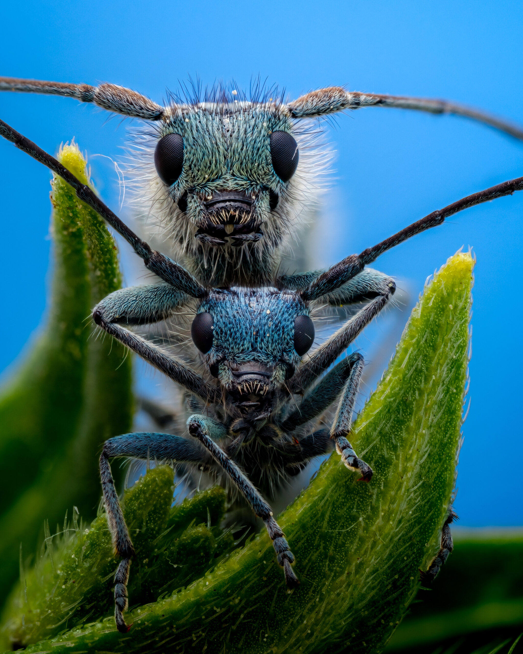 A mating pair of blue longhorn beetles.