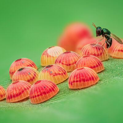 Banana skipper (Erionota thrax) eggs being parasitized by a wasp (Agiommatus sp.)