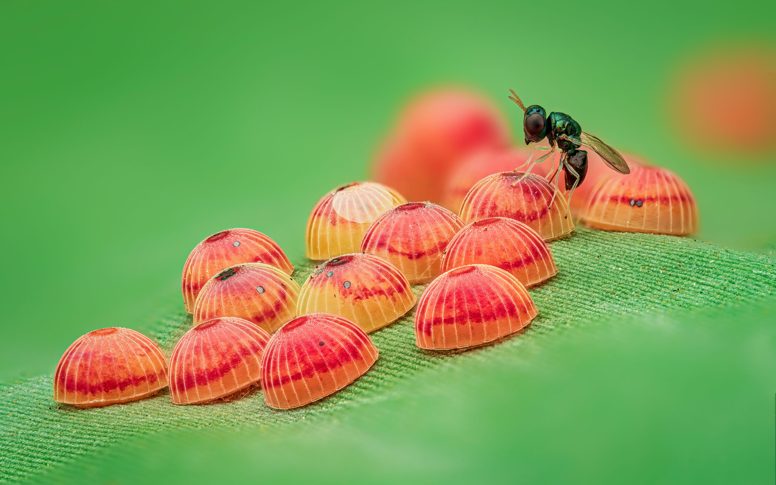 Banana skipper (Erionota thrax) eggs being parasitized by a wasp (Agiommatus sp.)