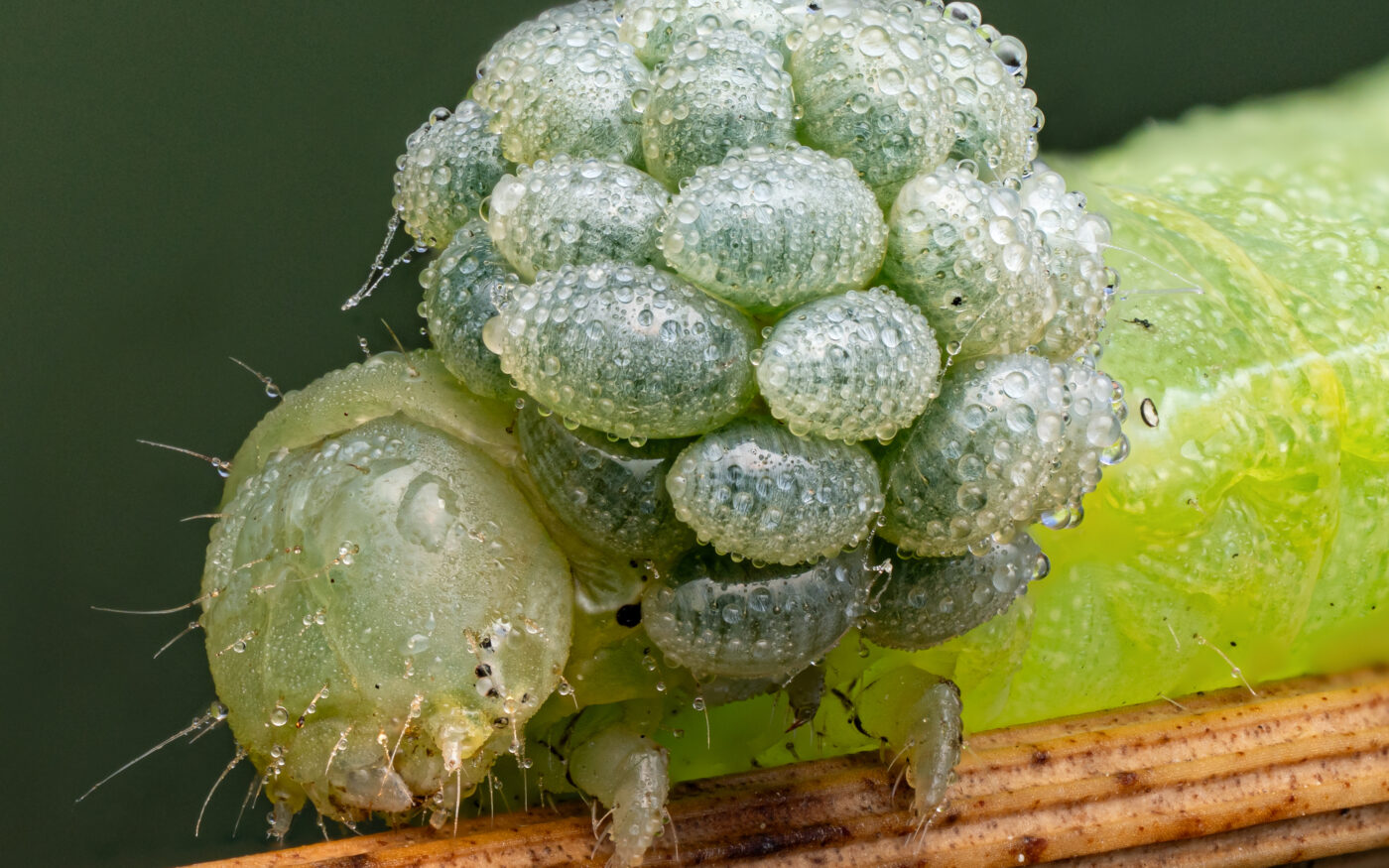 A cluster of wasp larvae (probably Euplectrus sp.) on their host caterpillar.  The larvae stay on the outside of the caterpillar which will eventually die as a result.