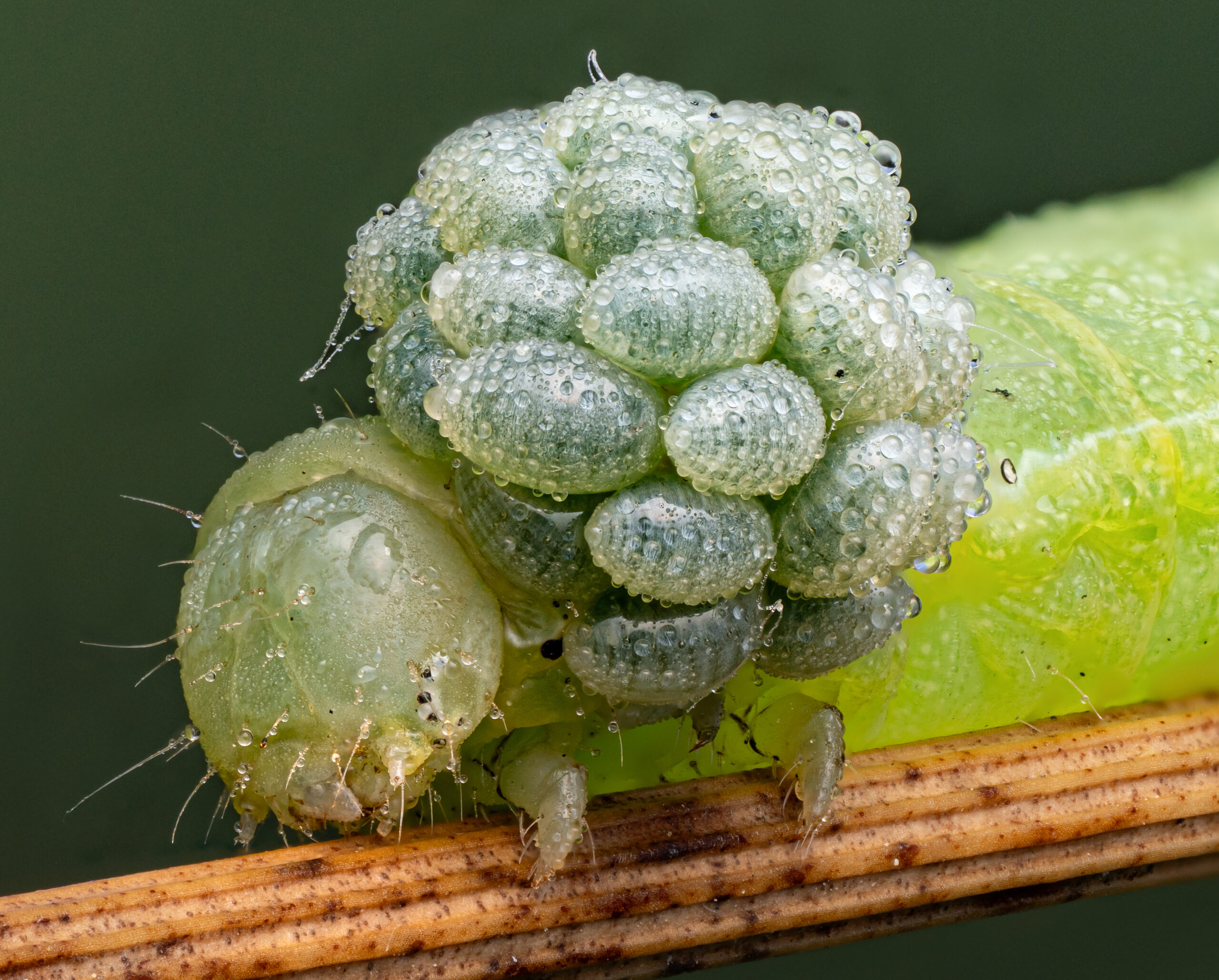 A cluster of wasp larvae (probably Euplectrus sp.) on their host caterpillar.  The larvae stay on the outside of the caterpillar which will eventually die as a result.
