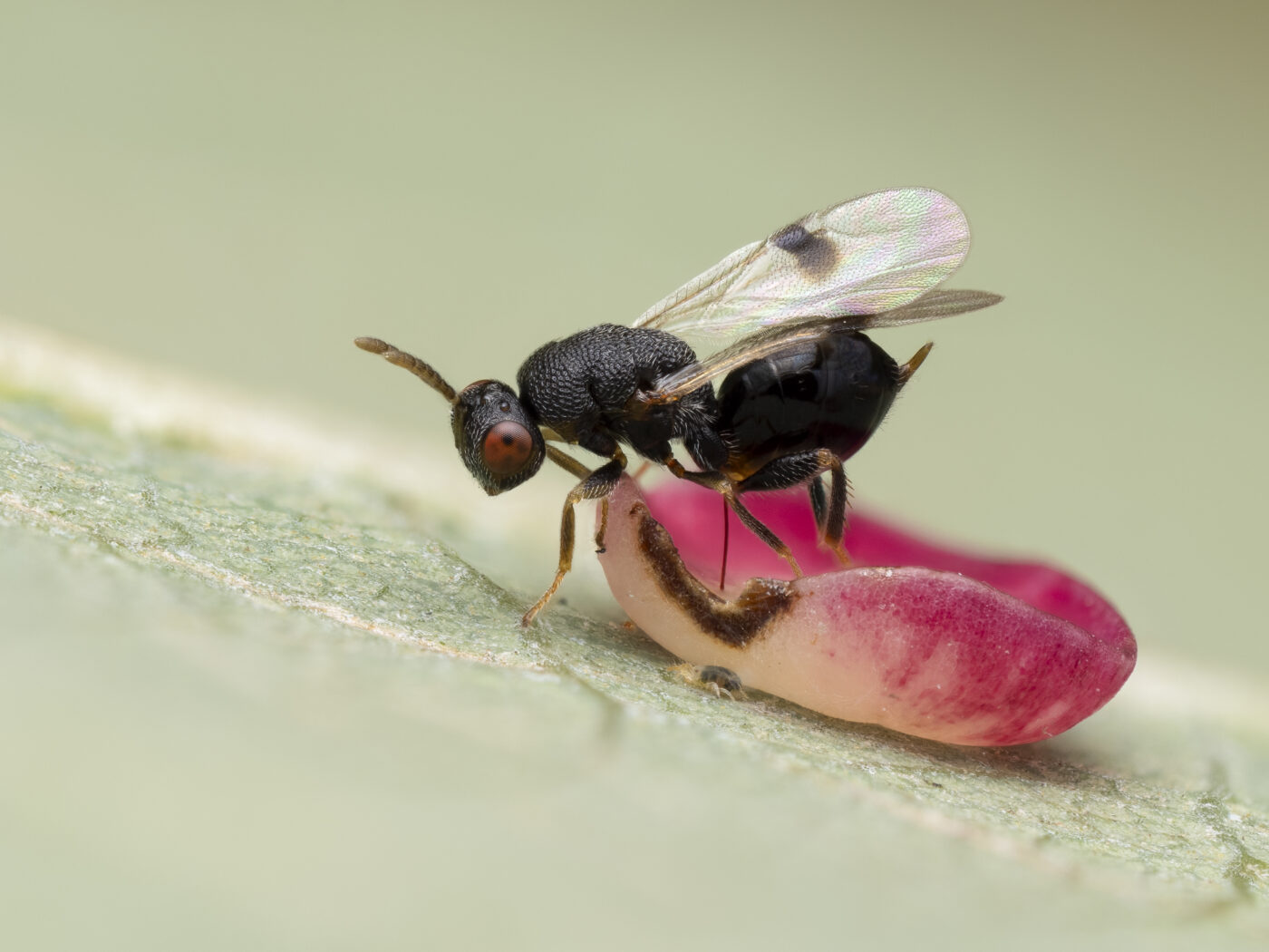 This focus stacked image shows a 2.5 mm hyperparasitoid wasp in the genus Sycophila injecting her egg into the bright pink gall of a Smooth Spangle Gall Wasp, Neuroterus albipes. A tiny mite also sits on the leaf just below the gall.