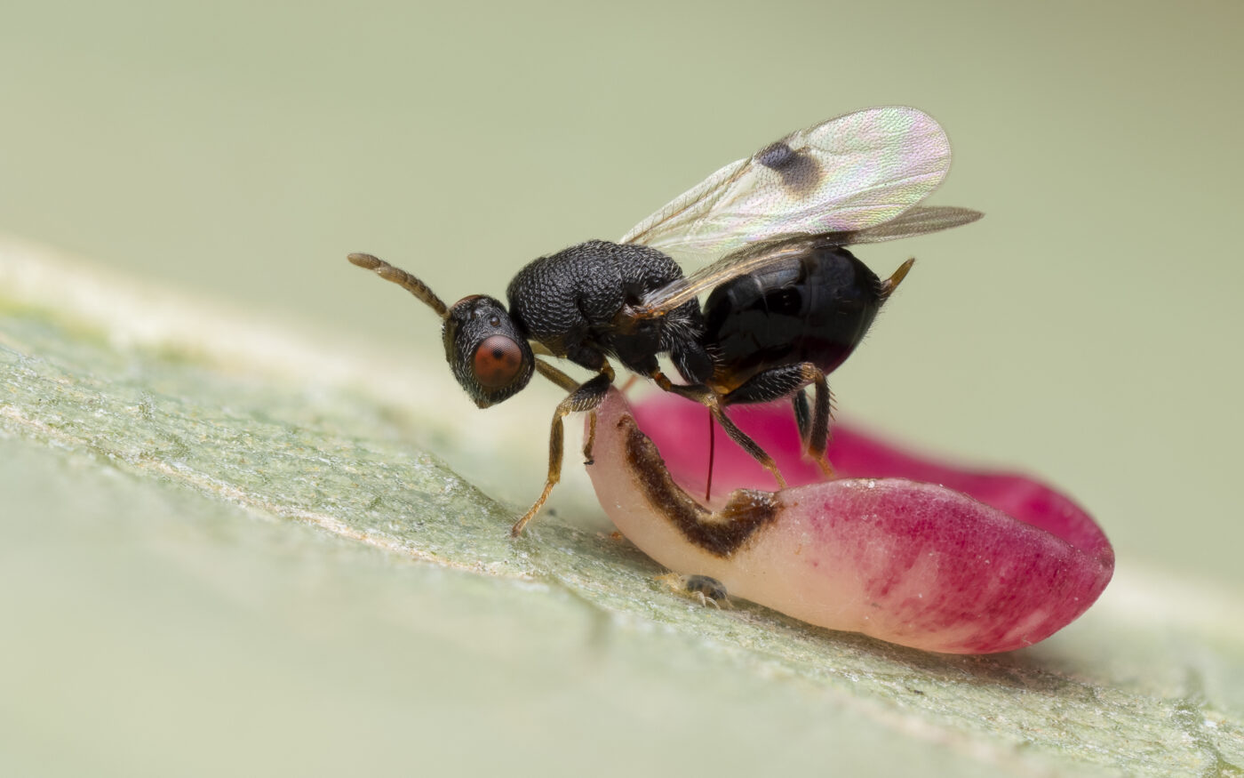 This focus stacked image shows a 2.5 mm hyperparasitoid wasp in the genus Sycophila injecting her egg into the bright pink gall of a Smooth Spangle Gall Wasp, Neuroterus albipes. A tiny mite also sits on the leaf just below the gall.