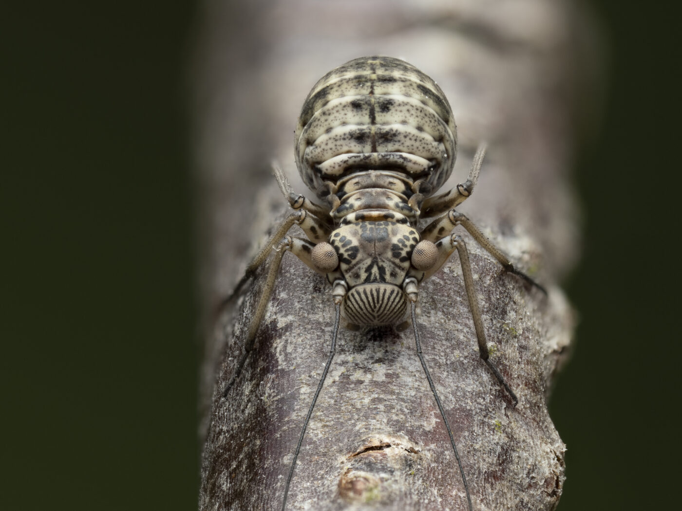This is a 60 frame handheld focus stack of a tiny barklouse in the genus Mesopsocus, only around 2.5mm in length.