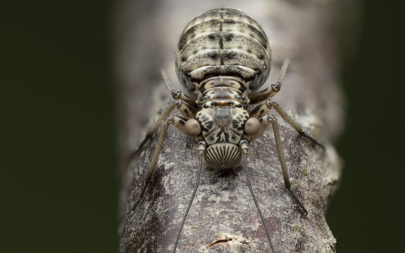 This is a 60 frame handheld focus stack of a tiny barklouse in the genus Mesopsocus, only around 2.5mm in length.