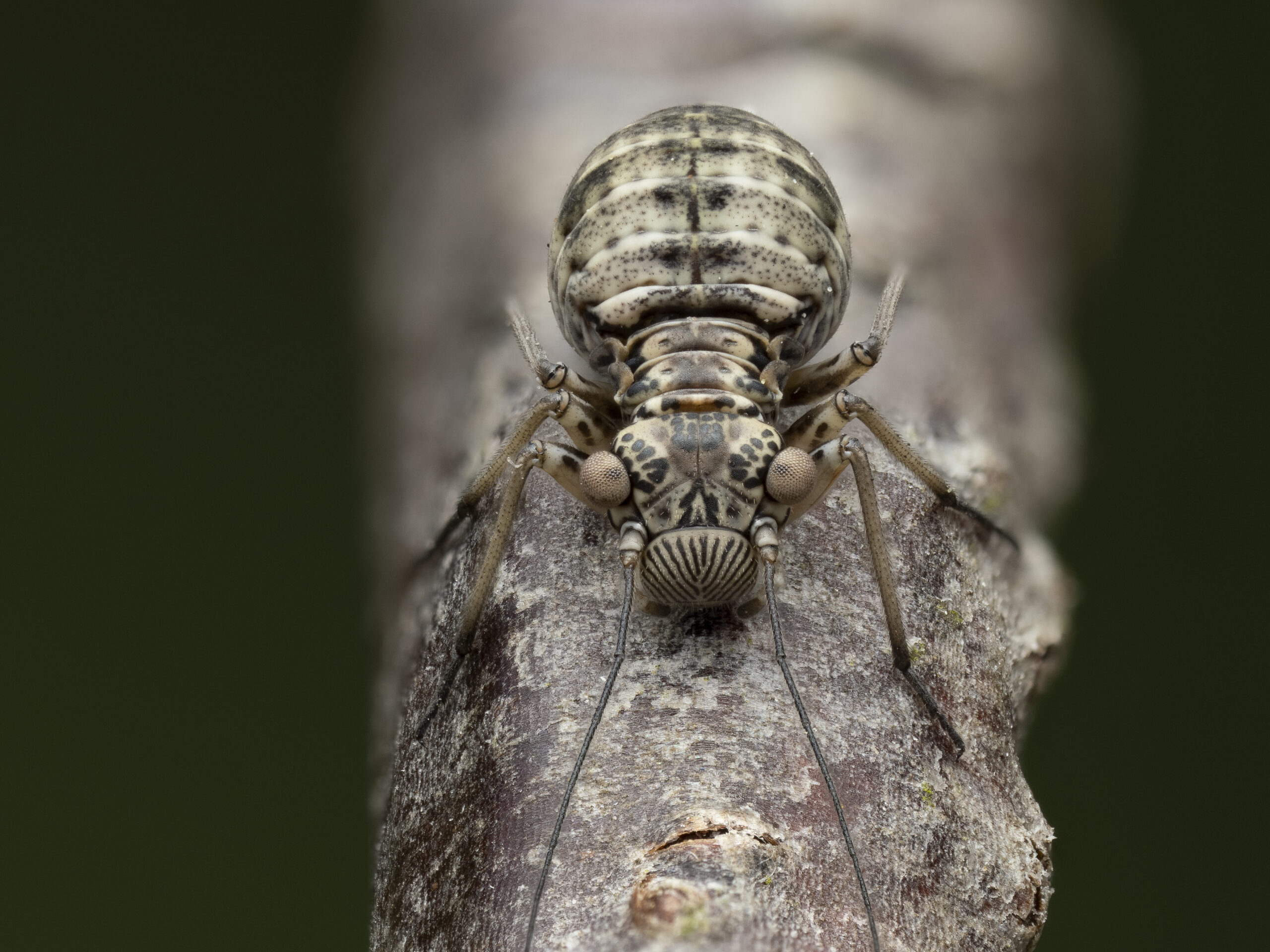 This is a 60 frame handheld focus stack of a tiny barklouse in the genus Mesopsocus, only around 2.5mm in length.