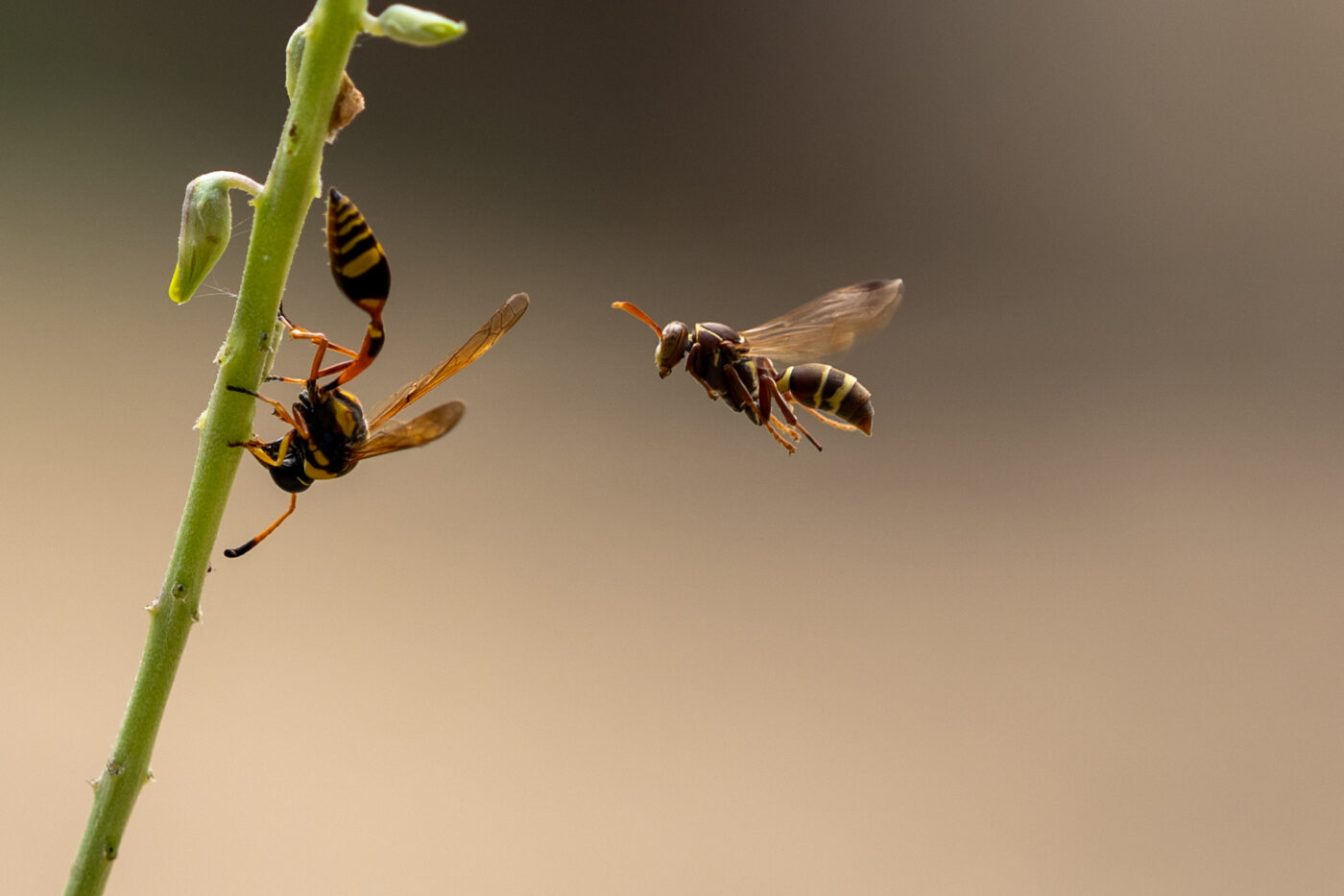 This is a photo of Australian Paper Wasps