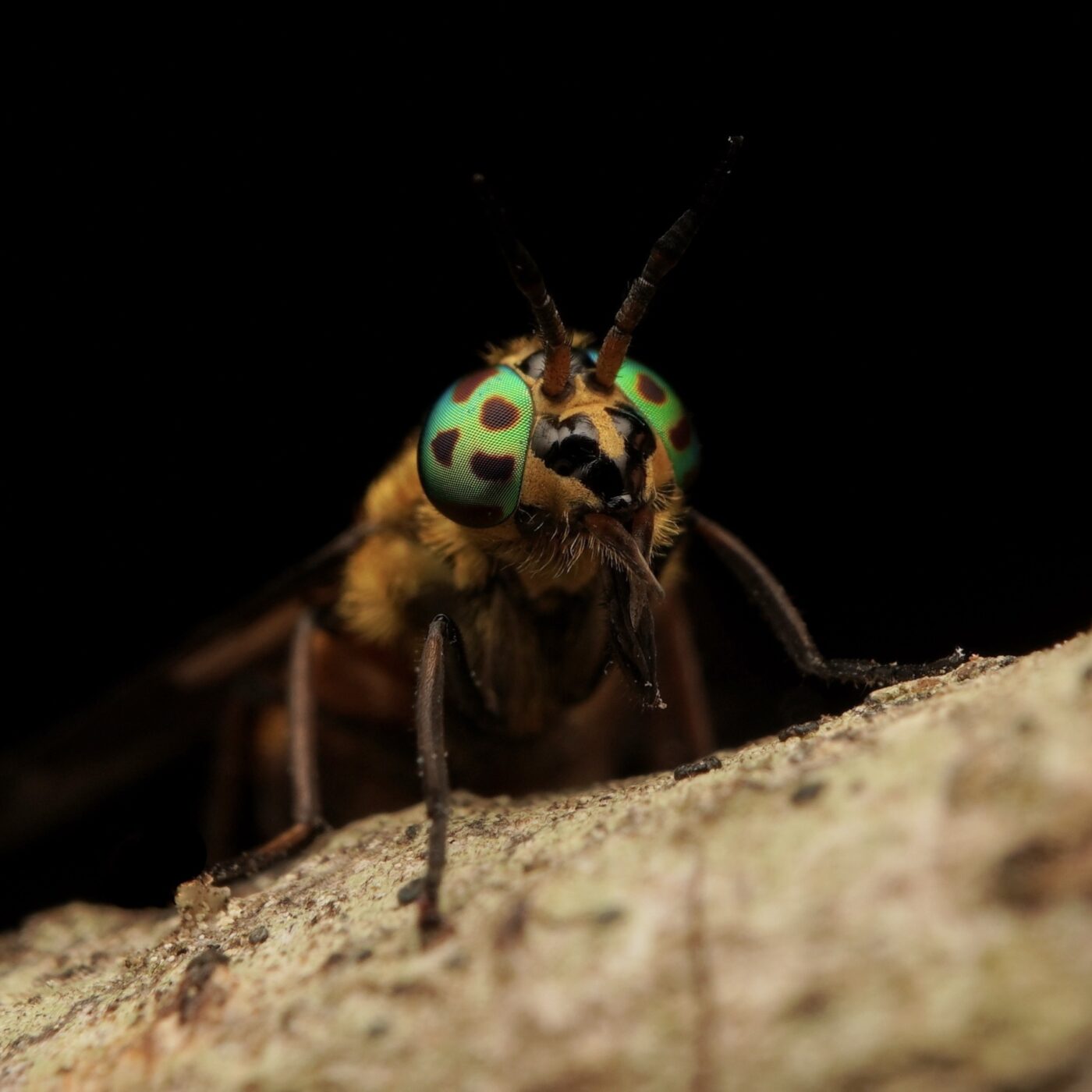 A Splayed Deer Fly (Chrysops Caecutiens) perched on a branch covered with lichen. The eyes of this insect are truly incredible – a mesmerising mosaic of emerald, sapphire and gold, punctuated with darker patches that seem to dance across the surface of the eye.