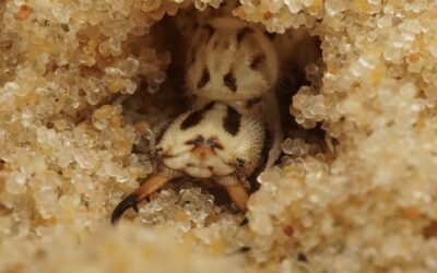 Antlion larvae (Synclisis Baetica) dig craters in the sand and lie in wait at the bottom of the pit, perfectly camouflaged, ready to ambush their unsuspecting prey. When an unlucky ant falls in, they spring into action with lightning speed, seizing their prey with ferocious jaws.