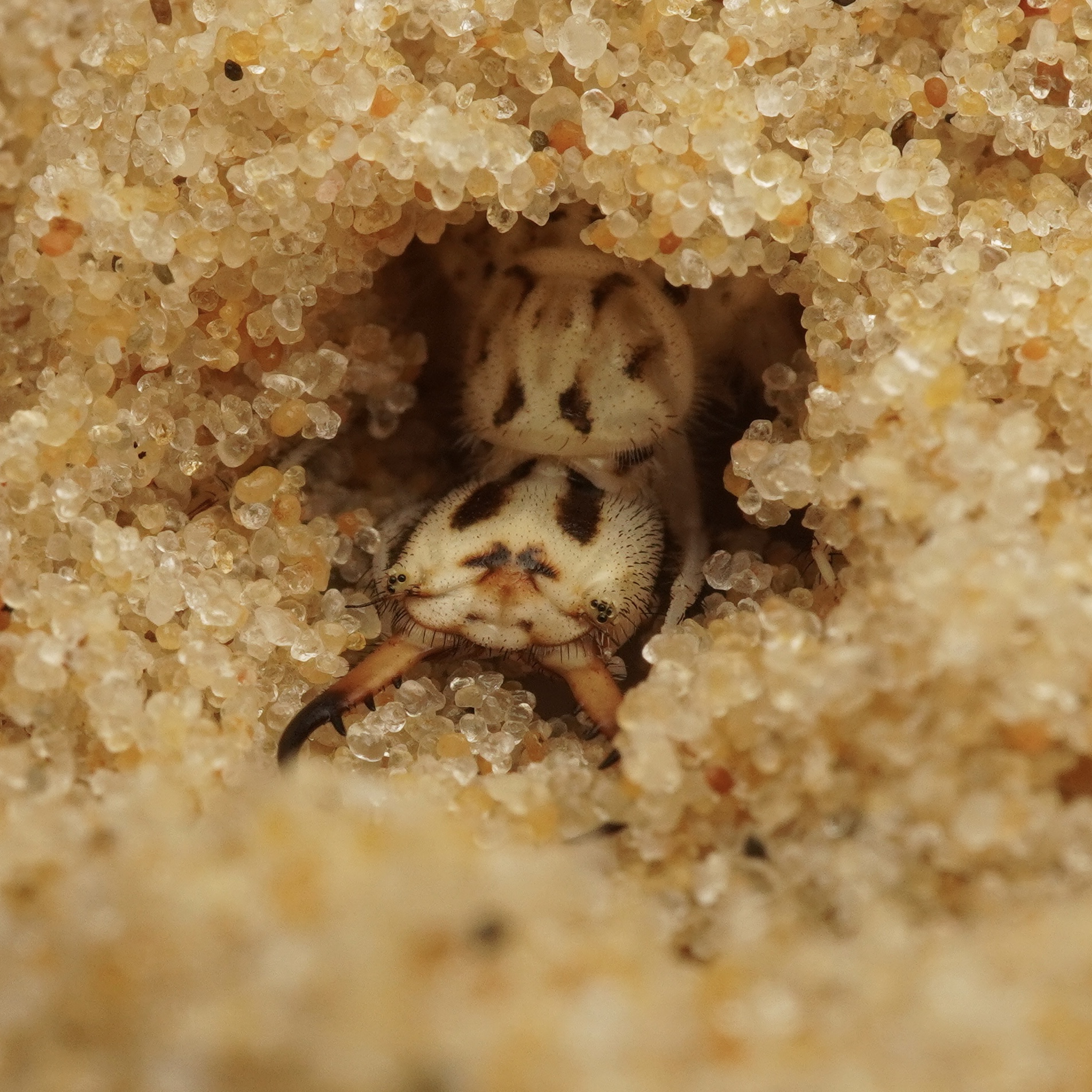 Antlion larvae (Synclisis Baetica) dig craters in the sand and lie in wait at the bottom of the pit, perfectly camouflaged, ready to ambush their unsuspecting prey. When an unlucky ant falls in, they spring into action with lightning speed, seizing their prey with ferocious jaws.