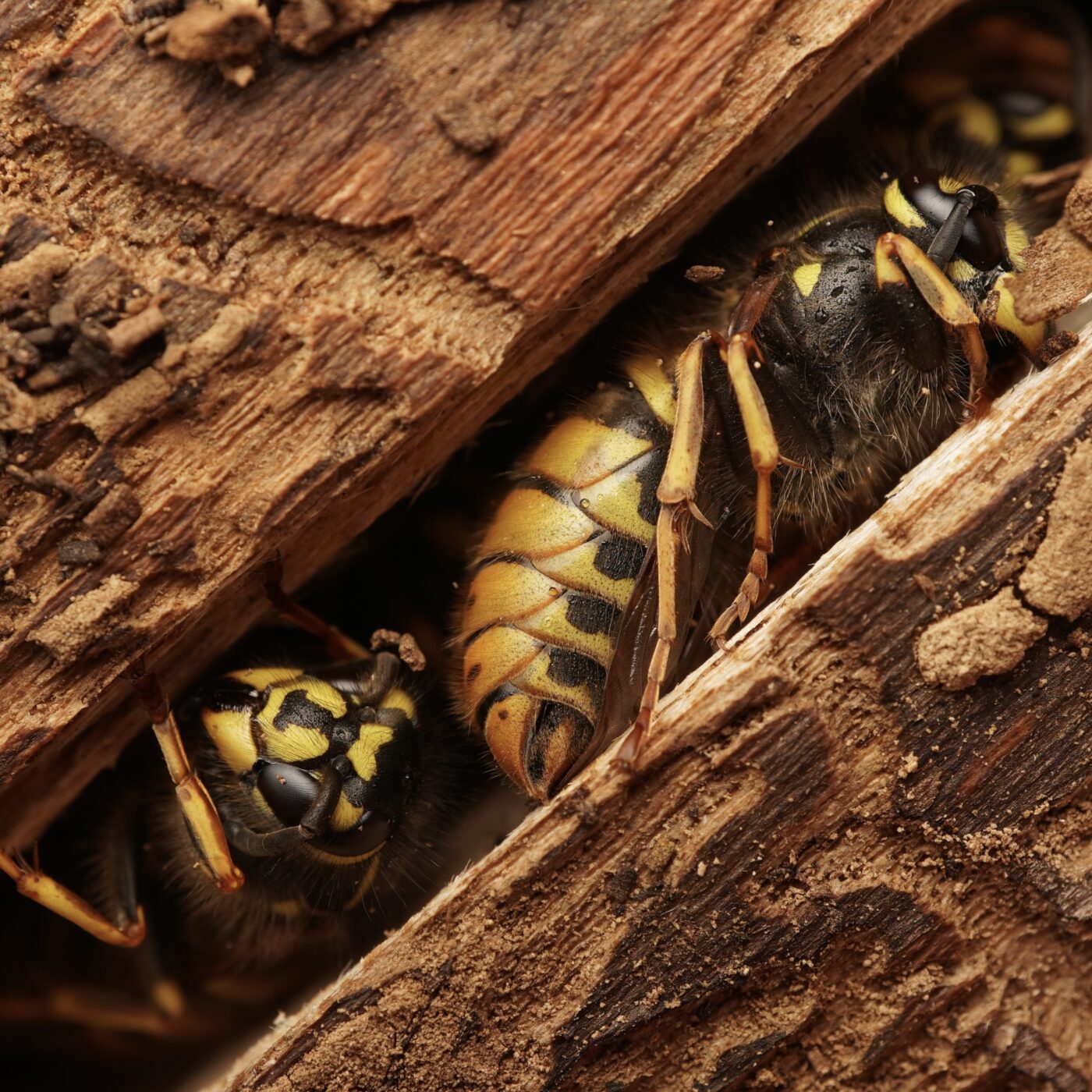 Common Wasps (Vespula Vulgaris) lying hidden in a narrow crevice beneath the bark of a fallen log, beads of dew glistening on their still bodies. I suspect these are future queens, quietly waiting out the cold winter months before emerging to build new nests in the spring.