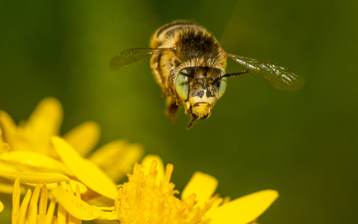 A green-eyed flower bee is flying above flowers at Lackford Lakes in Suffolk.