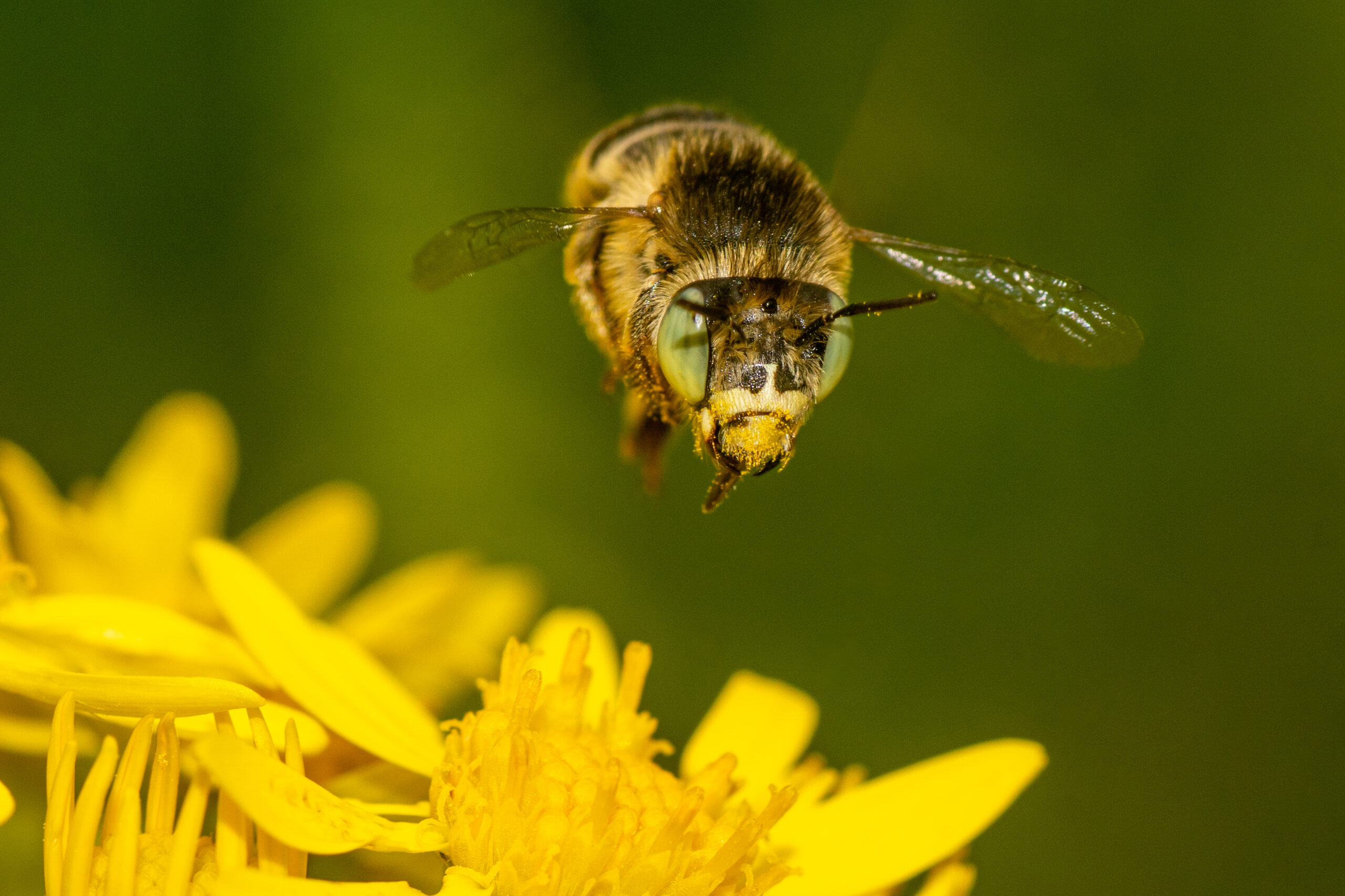 A green-eyed flower bee is flying above flowers at Lackford Lakes in Suffolk.