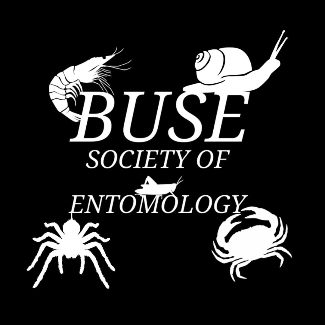 Bangor EntSoc Insect Diversity Insect Week bangor-entsoc-insect-diversity-insect-week