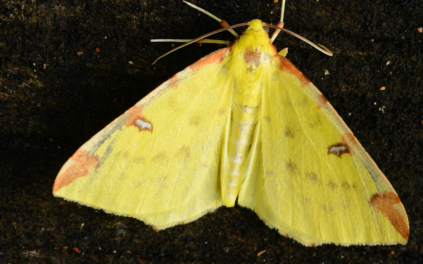 A common moth, a Brimstone moth