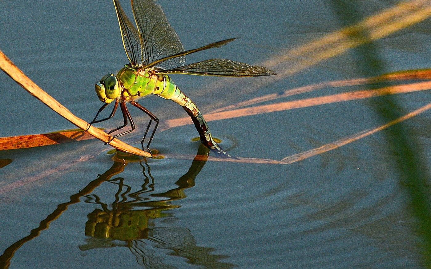 An Emperor dragonfly upon reeds along the River Stort, egg laying.