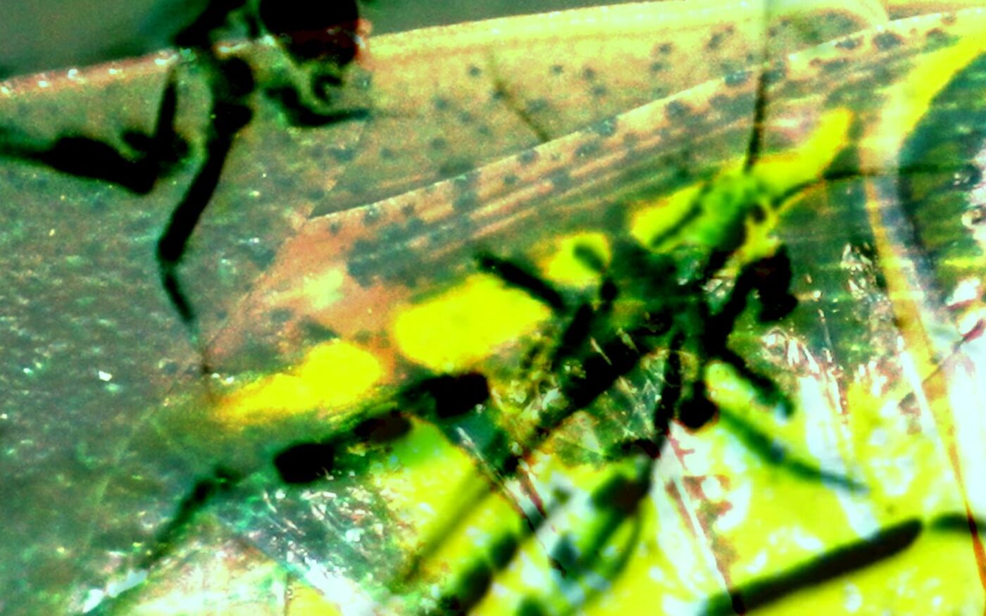 A closeup of a grasshopper - insect macrophotography.