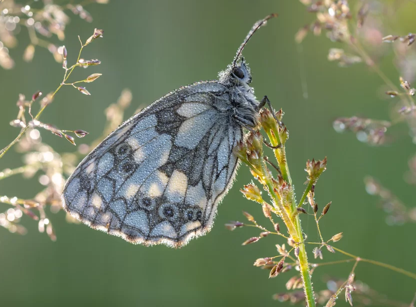 Marbled white butterfly