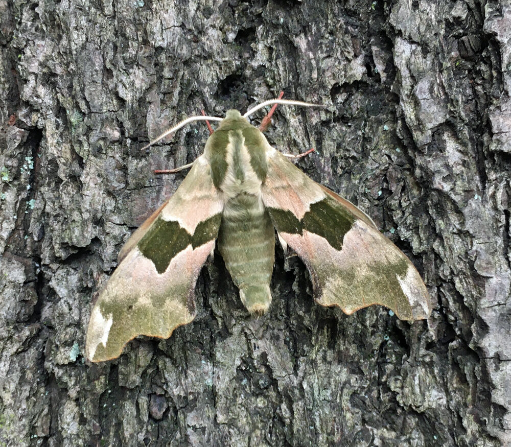 Lime hawkmoth on tree trunk