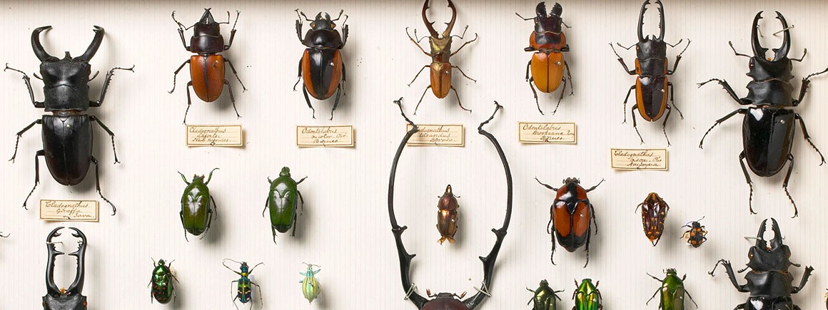 The Asian beetle collection of Alfred Russell Wallace