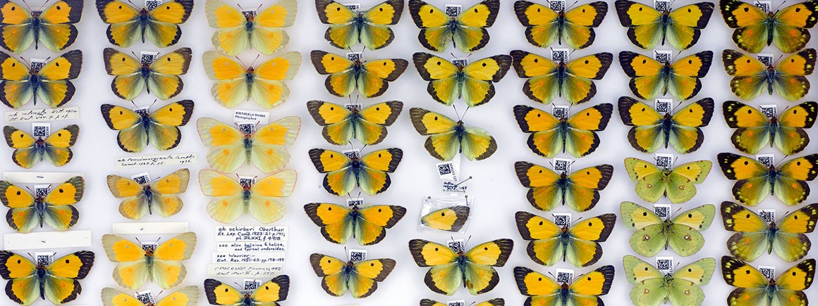 colias croceus butterfly collection