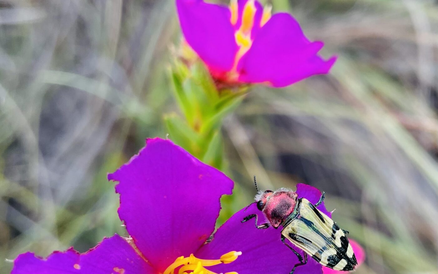 Florivore beetle in a purple flower