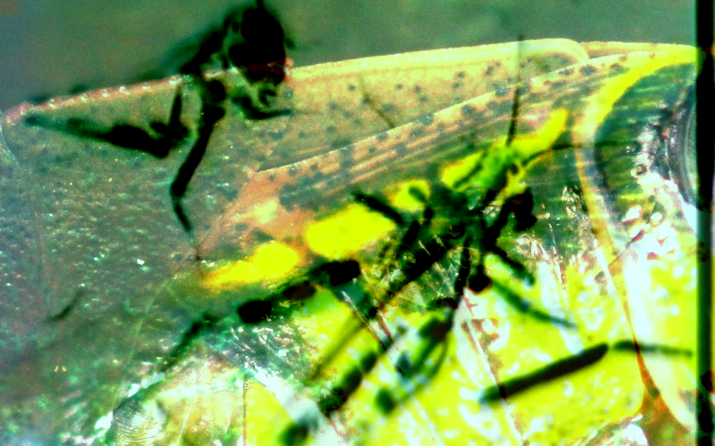 A closeup of a grasshopper - insect macrophotography.
