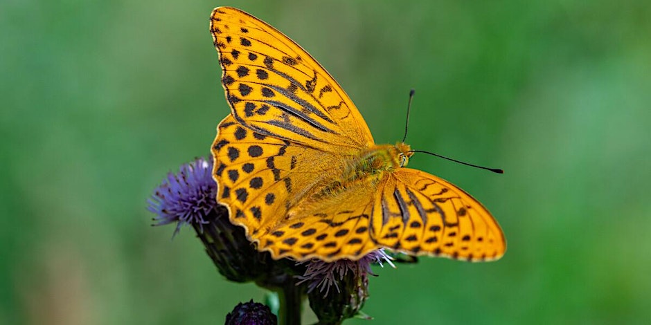 Butterfly on a purple flower