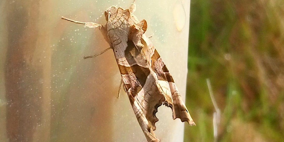 Moth camouflaging against a tree