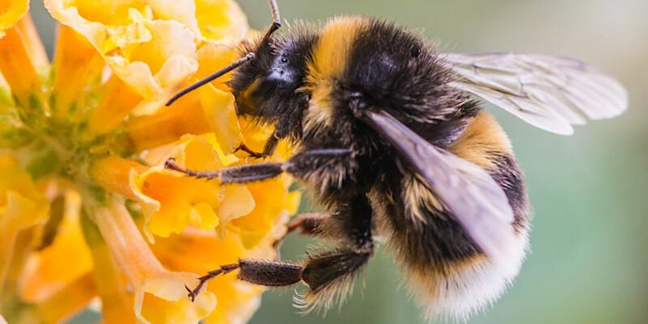 A bee enjoying pollinating a flower