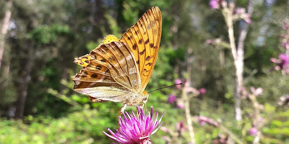 Butterfly on a purple flower