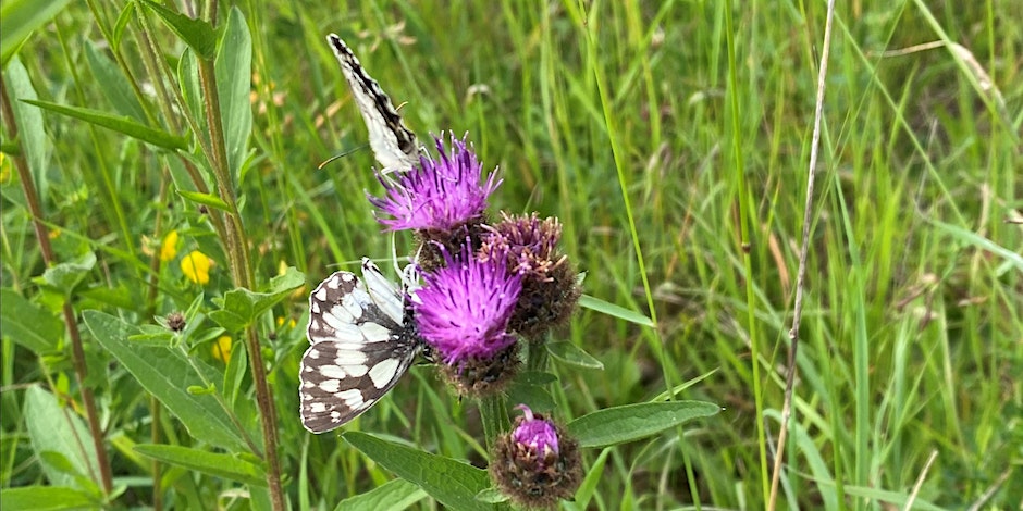 Butterflies on a purple flower