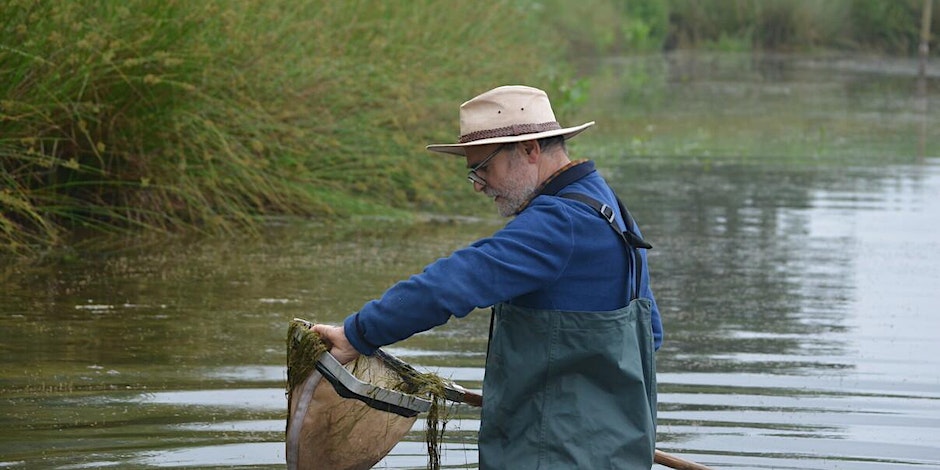 Person stood in a body of water looking in a sweep net whilst conducting a biological recording survey