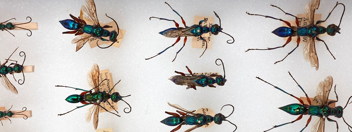 Ampulex compressa, cockroach-hunting wasps © The Trustees of the Natural History Museum, London