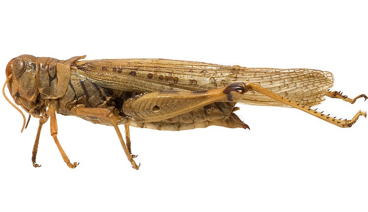 The extinct Rocky Mountain locust, Melanoplus spretus.