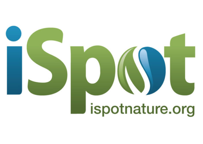 iSpot logo
