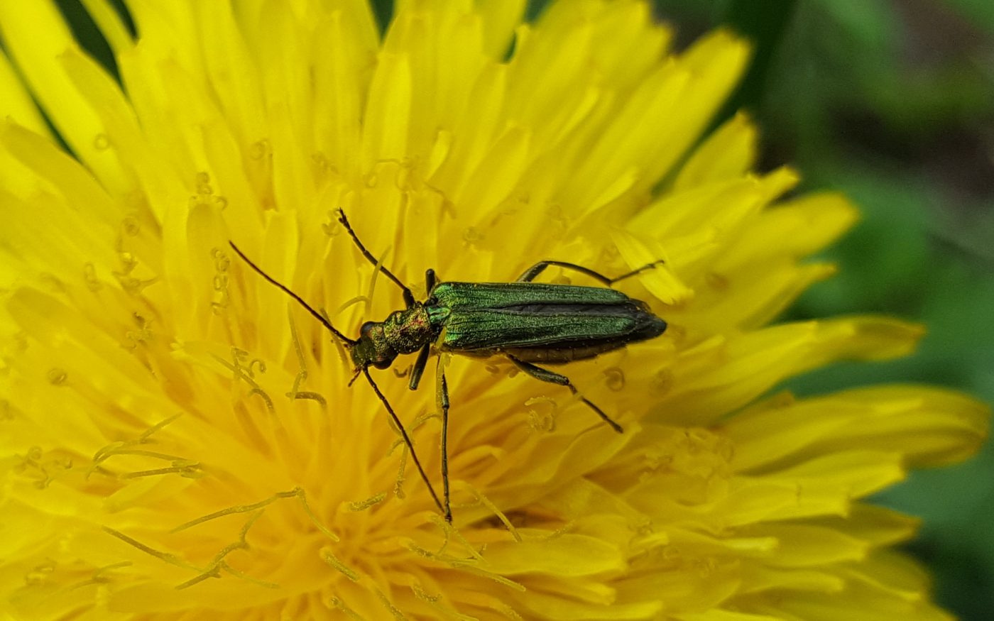 Thick legged flower beetle, Oedemera nobilis