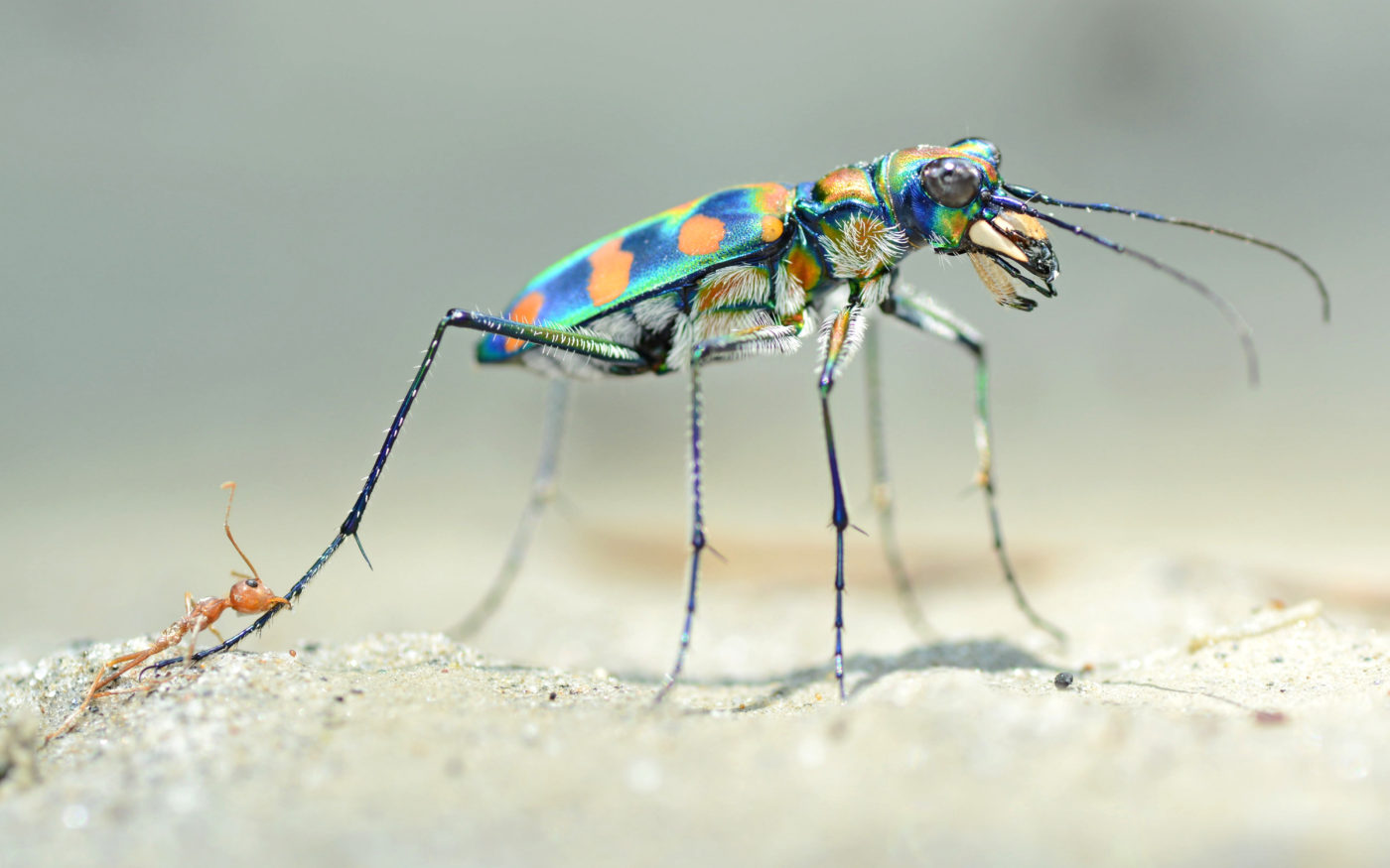 Tiger beetle and weaver ant.