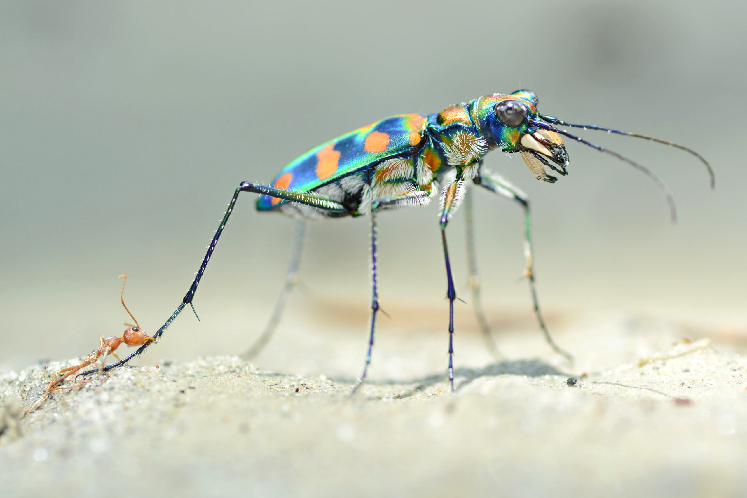 Tiger beetle and weaver ant.