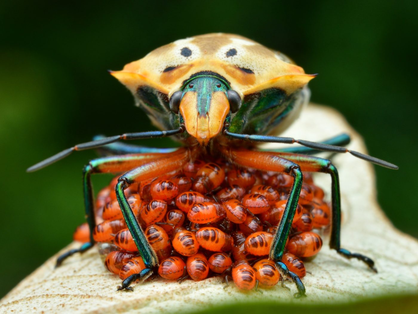 Female Shield Bug with young