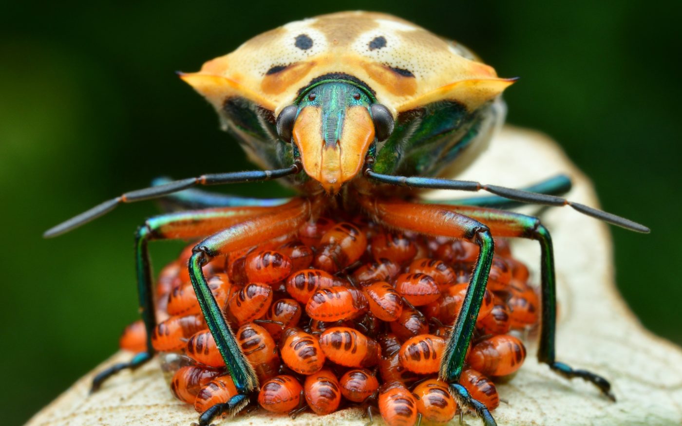 Female Shield Bug with young