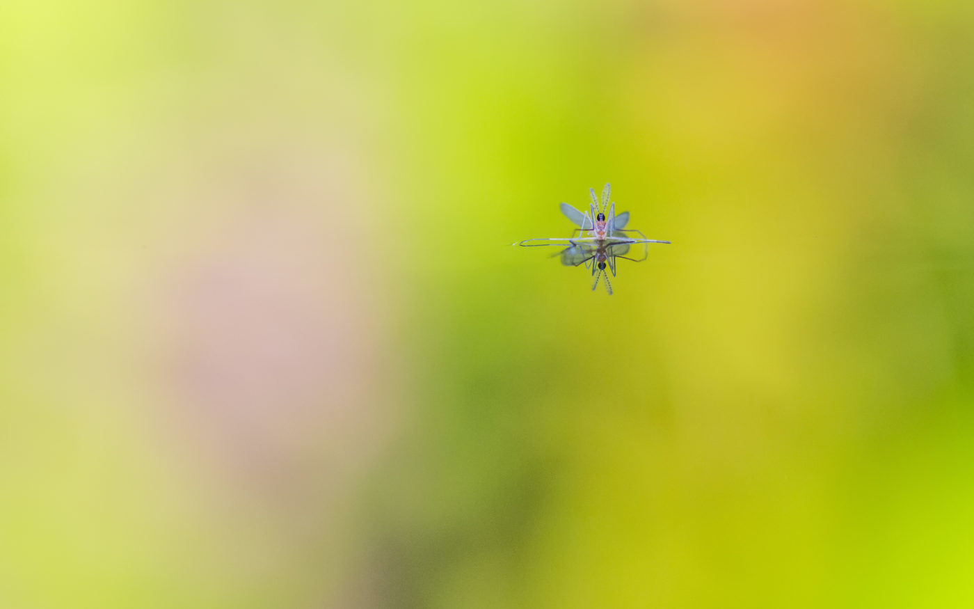 A male gall midge with a green, yellow and pink background