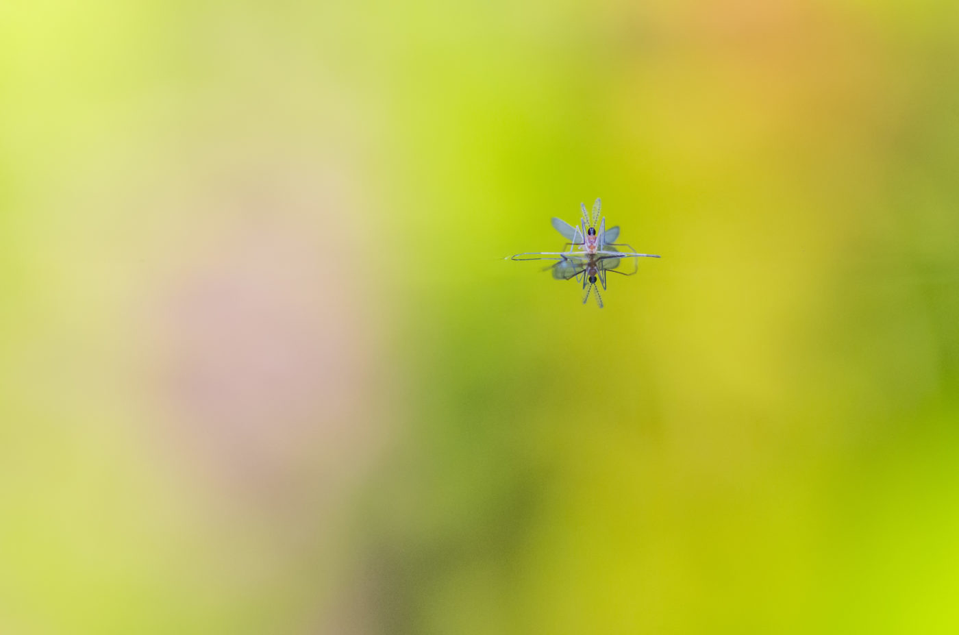 A male gall midge with a green, yellow and pink background