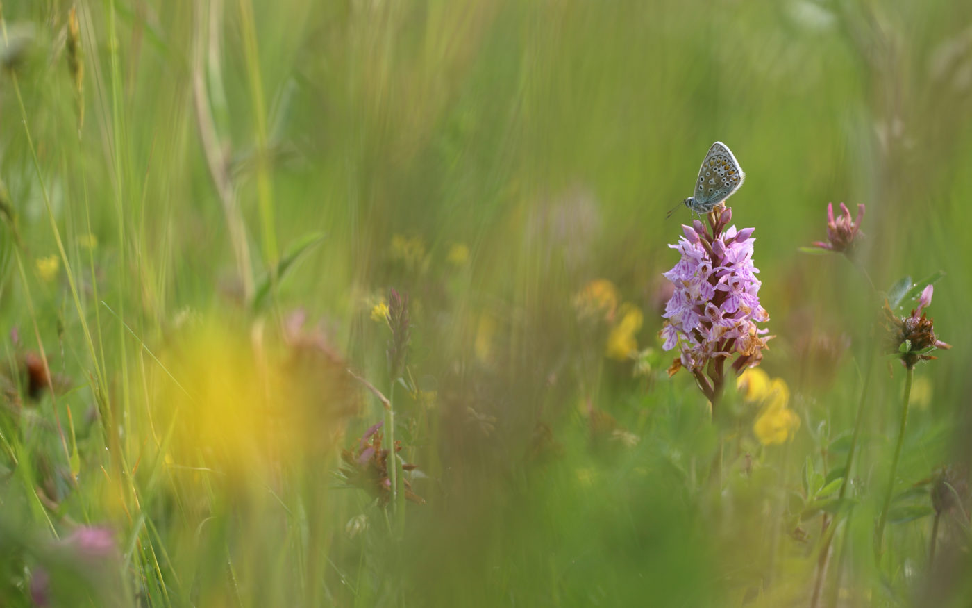 Common blue butterfly, Polyommatus icarus